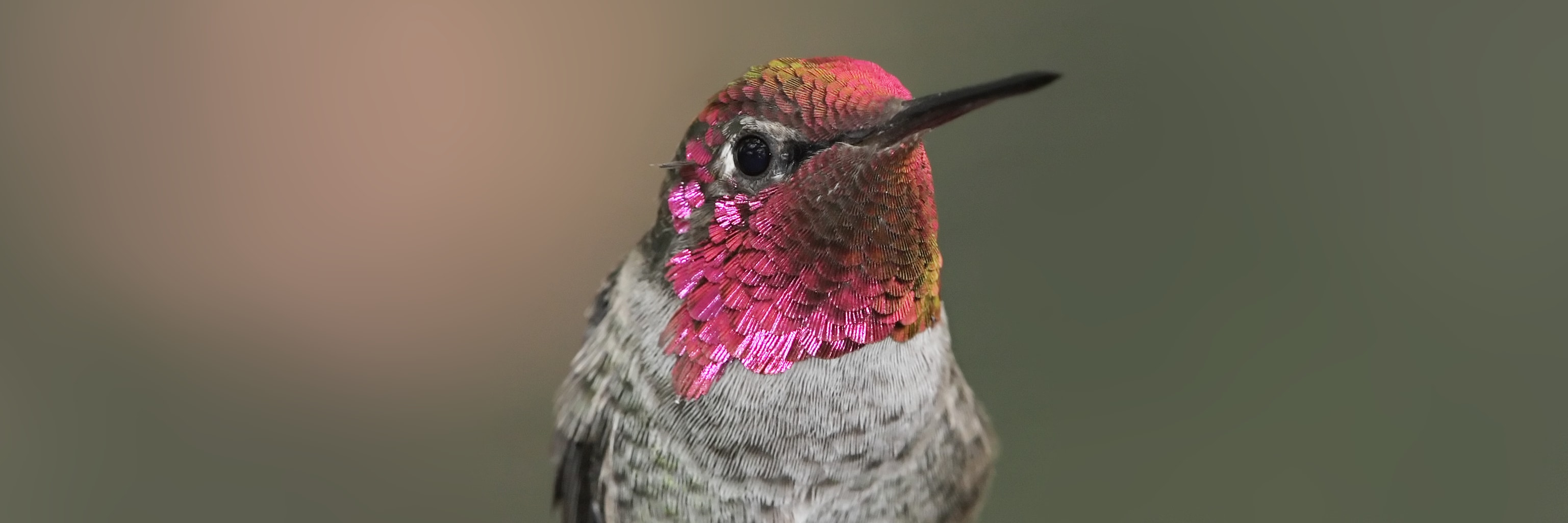 Watch Anna's Hummingbirds at play