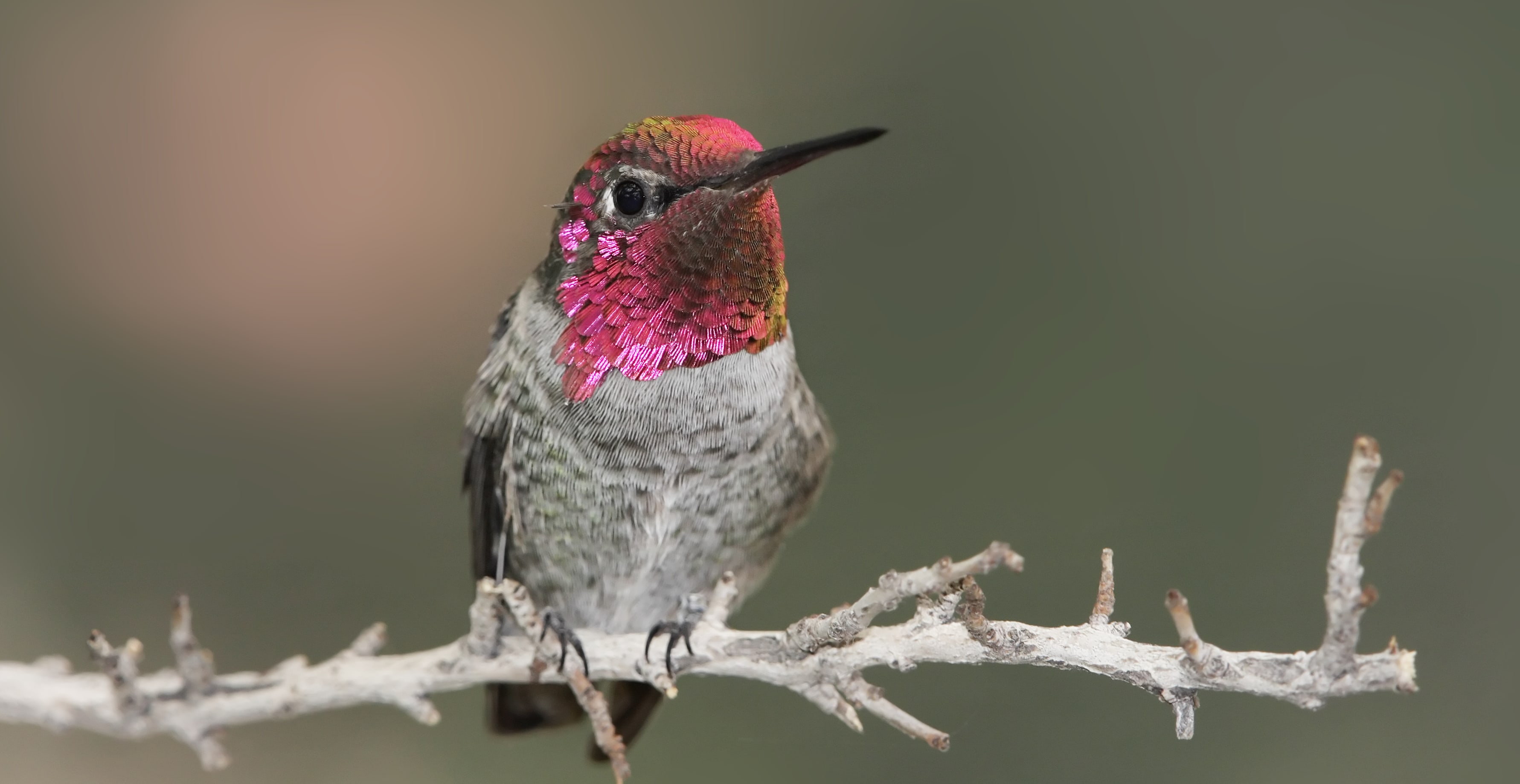 Colorful Annas hummingbird up close
