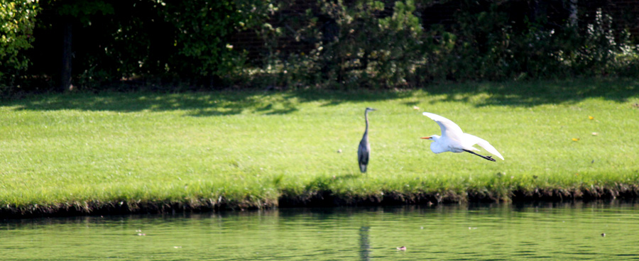 White egret and heron