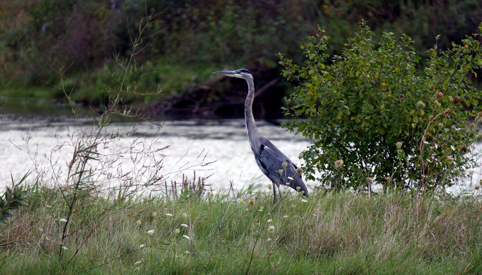 Great blue heron on land
