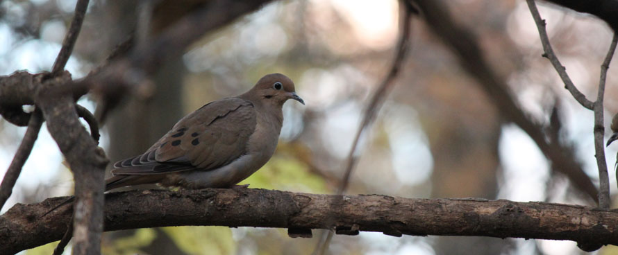 Mourning dove on a tree branch
