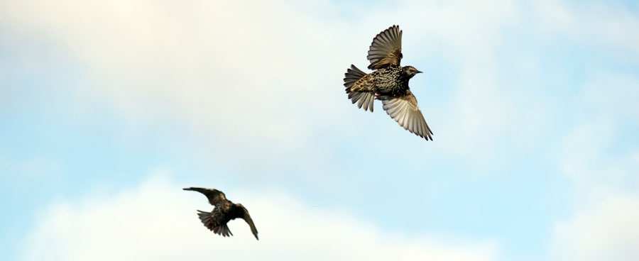 Two starling birds in the blue sky