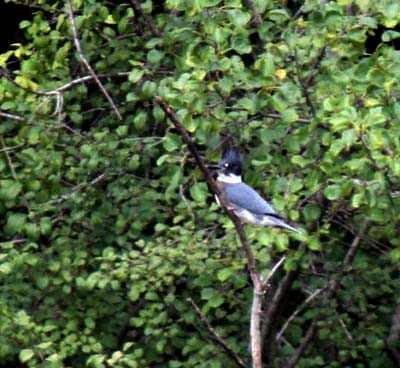 Kingfisher bird on a branch near its nest