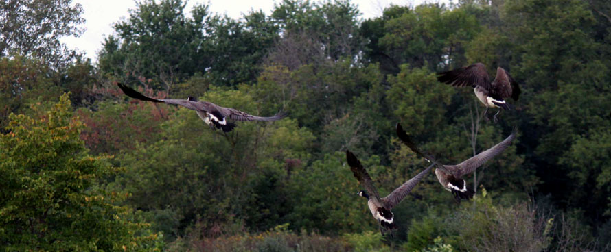 Canadian geese flying in V formation