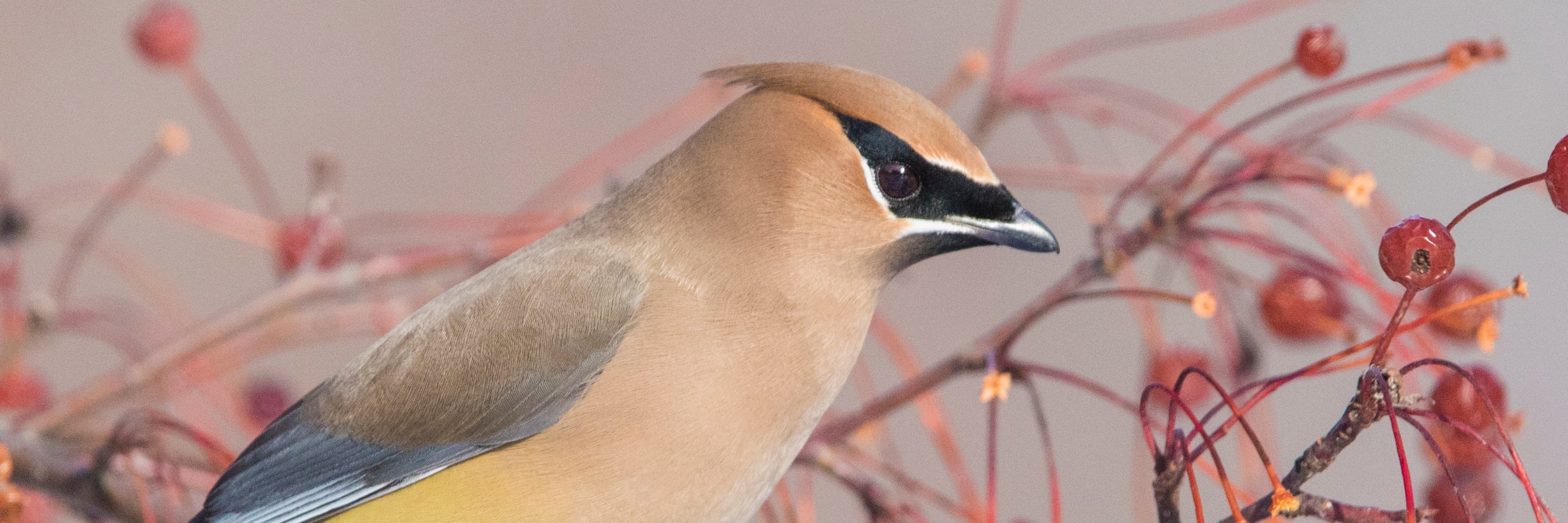 Every bird watcher must try this once