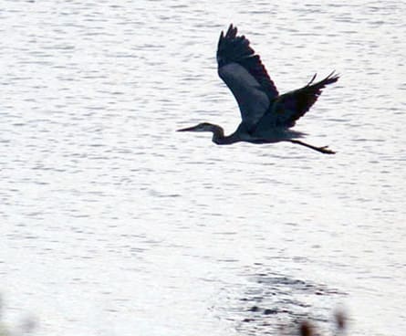 Great blue heron flying over water