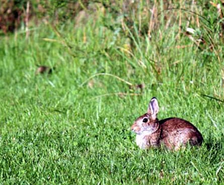 Bunny rabbit hanging out with birds