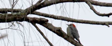 Puffed up woodpecker