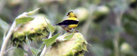 Bright yellow goldfinch on a sunflower