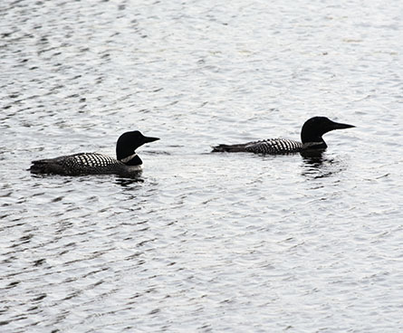 Pair of common loons
