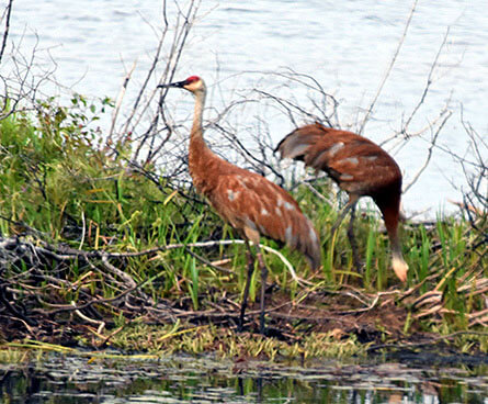 Pair of sandhill cranes