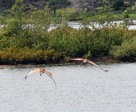 Beautiful sandhill cranes flying over water