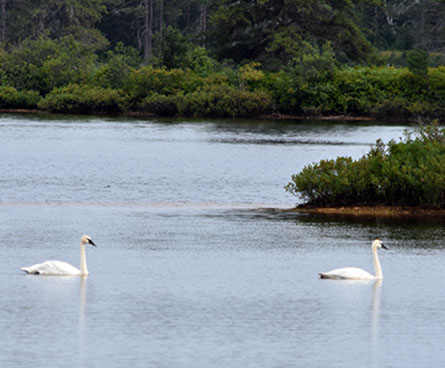 A pair of huge white trumpeter swans on the water