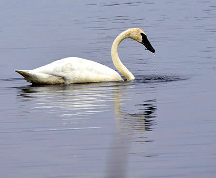 Up close look at a trumpeter swan fishing