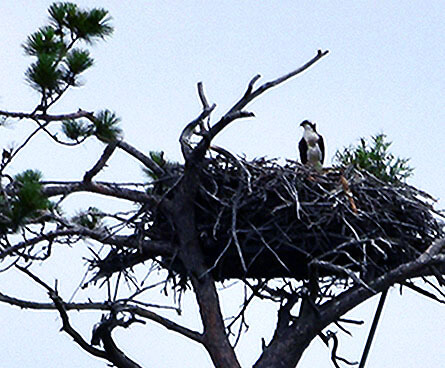 Osprey bird up high in her nest