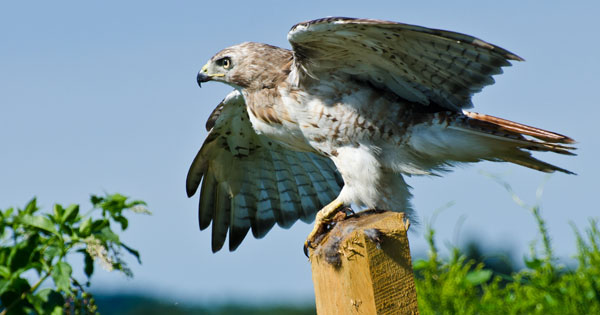 Hawk holding on to a post for dear life