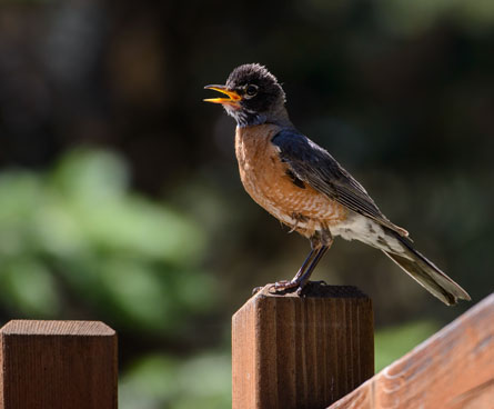 Robin bird sitting on a fence post