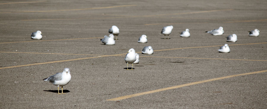 Flock of seagulls in a parking lot