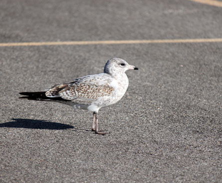 Juvenile gull bird