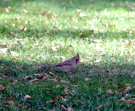 Female cardinal songbird looking for food in the grass