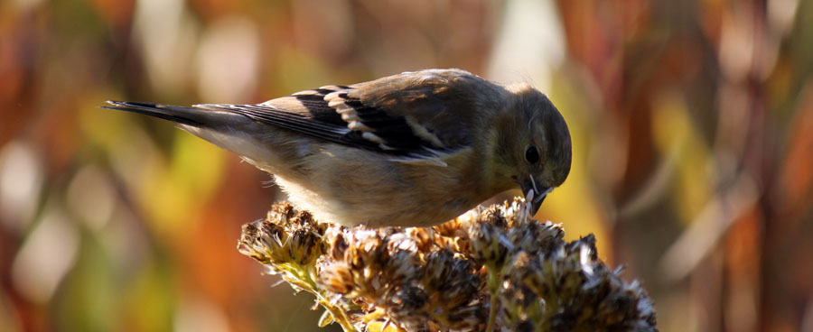 Close up photo of a goldfinch earing from a native flower