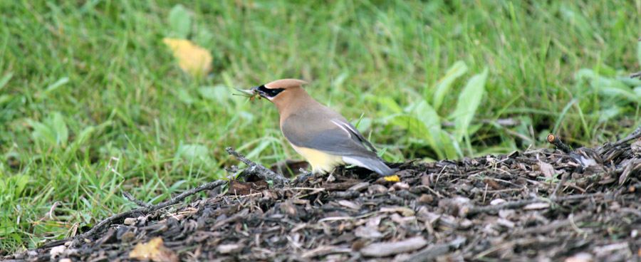 Colorful cedar waxwing with a grasshopper in its mouth