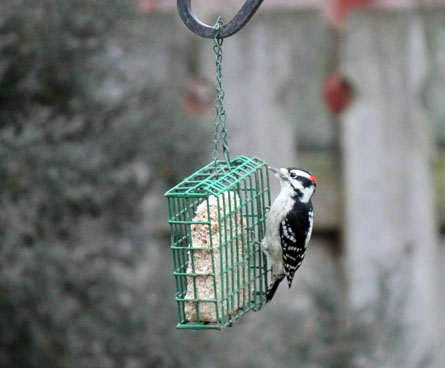 A fluffy downy woodpecker eating at a backyard bird feeder