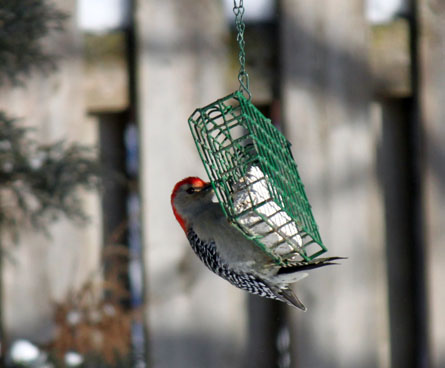red-bellied woodpecker eating at a suet bird feeder