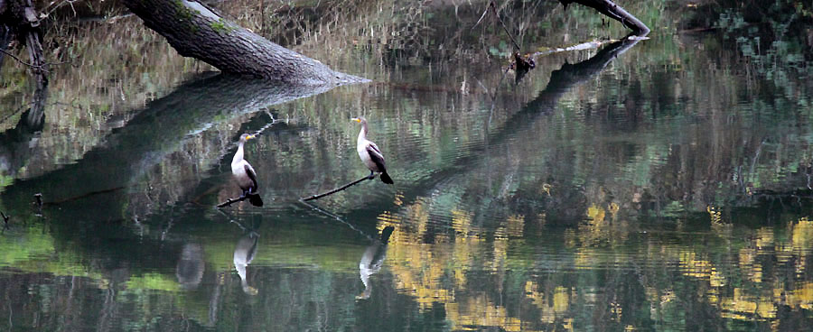 Cormorants on a branch over water