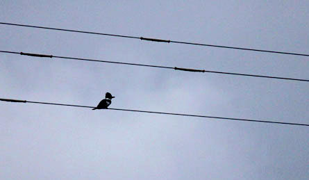 Kingfisher on a phone line