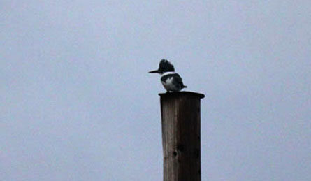 Close up of kingfisher on a post