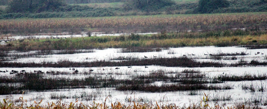 Lots of ducks and other water birds on a stream
