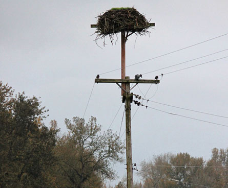 Huge osprey bird nest on a telephone pole