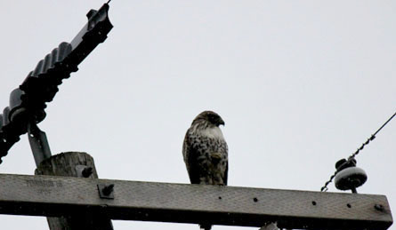 Red tailed hawk high atop a pole