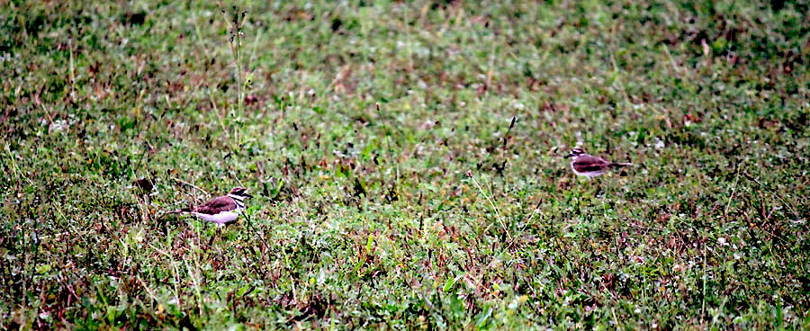 Kildeer family hiding in tall grass