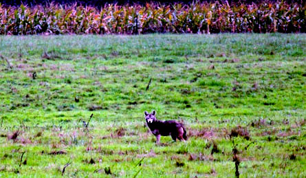 Coyote on the hunt