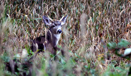 Deer resting in the grass