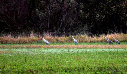 Sandhill cranes at a distance