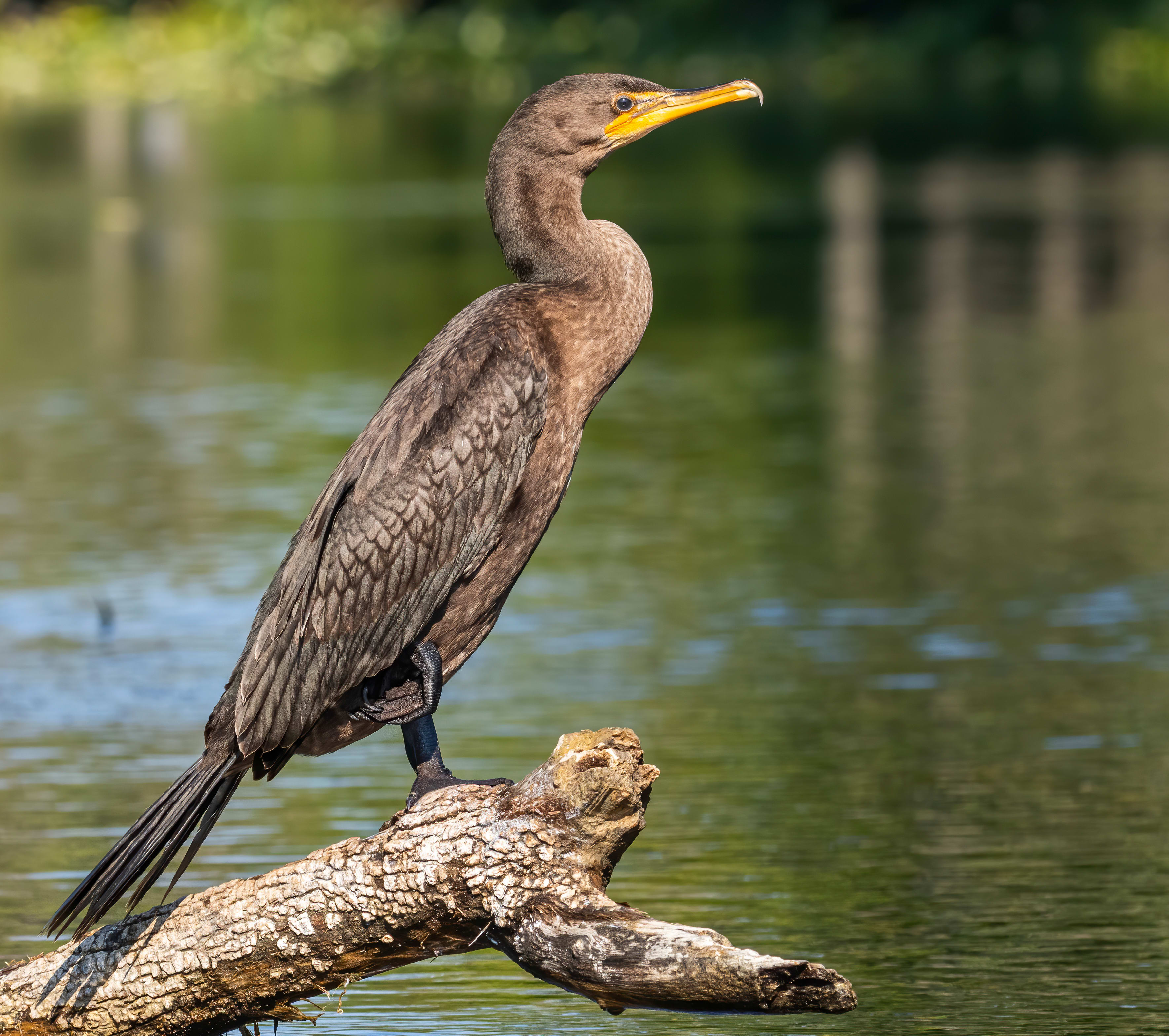 Bird watching at Sauvie Island