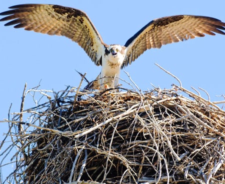 Osprey bird landing in its nest