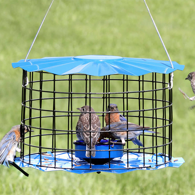 Hungry bluebirds eating at a metal bird feeder