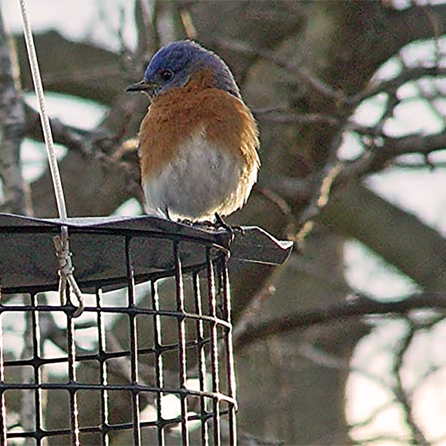 Close up of bluebird on a bird feeder with mealworms