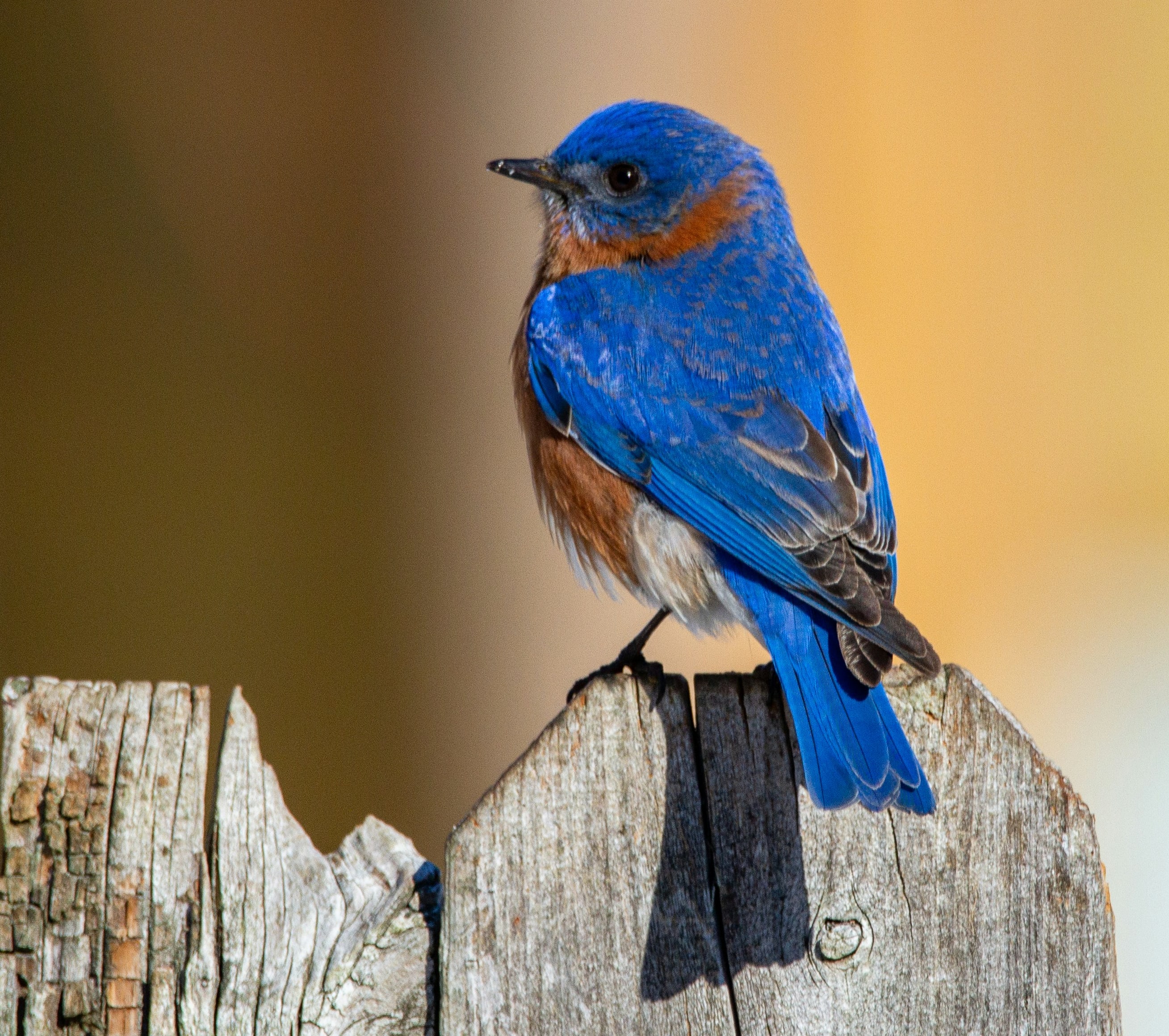 Bluebird pics and tips