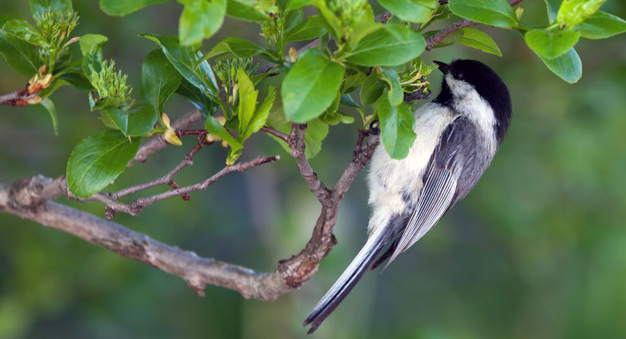 Black-Capped Chickadee hanging upside down on a branch