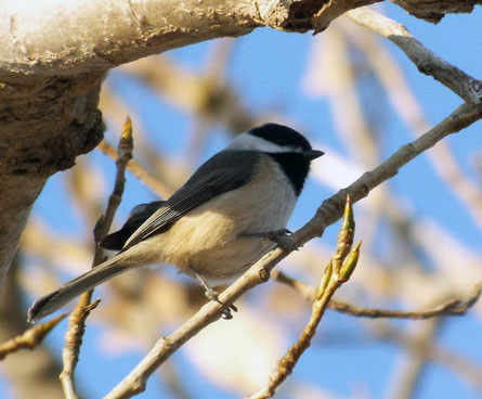 Quirky Carolina chickadee in a tree