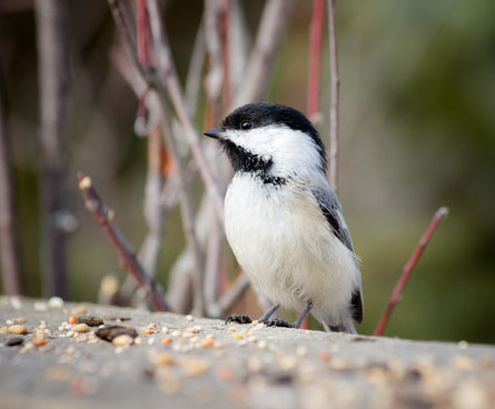 Curious black-capped chickadee sitting on a bird feeder