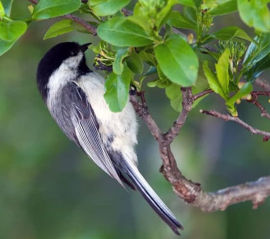 Three popular chickadees