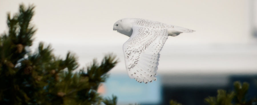 Snowy owl flying through the air