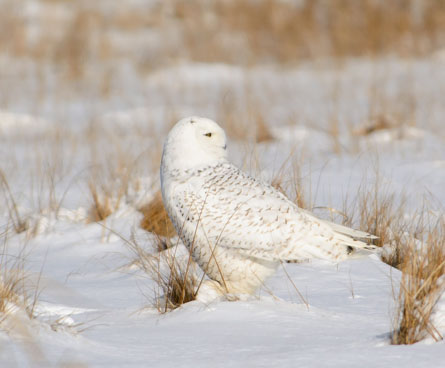 Snowy owl on the ground surrounded by snow