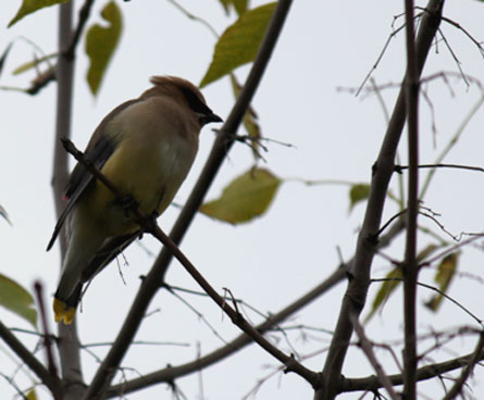 Juvenile colorful bird